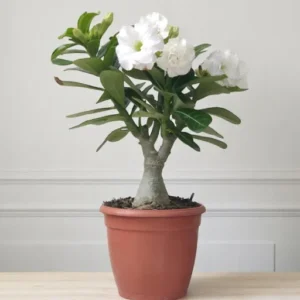 Adenium