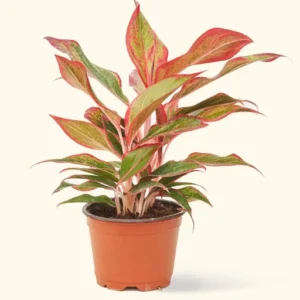 Aglaonema Chinese Red