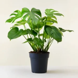 Broken Heart Plant