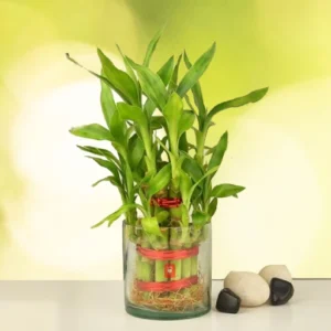 Lucky Bamboo 2 Layer