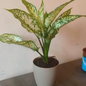Aglaonema Snow White (1)