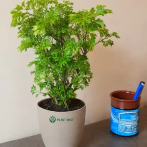 Arelia Green