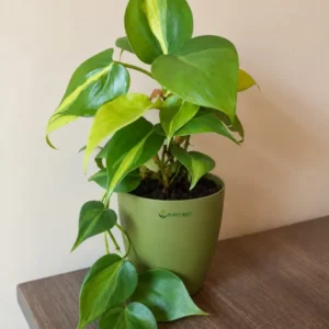 Brasil Green