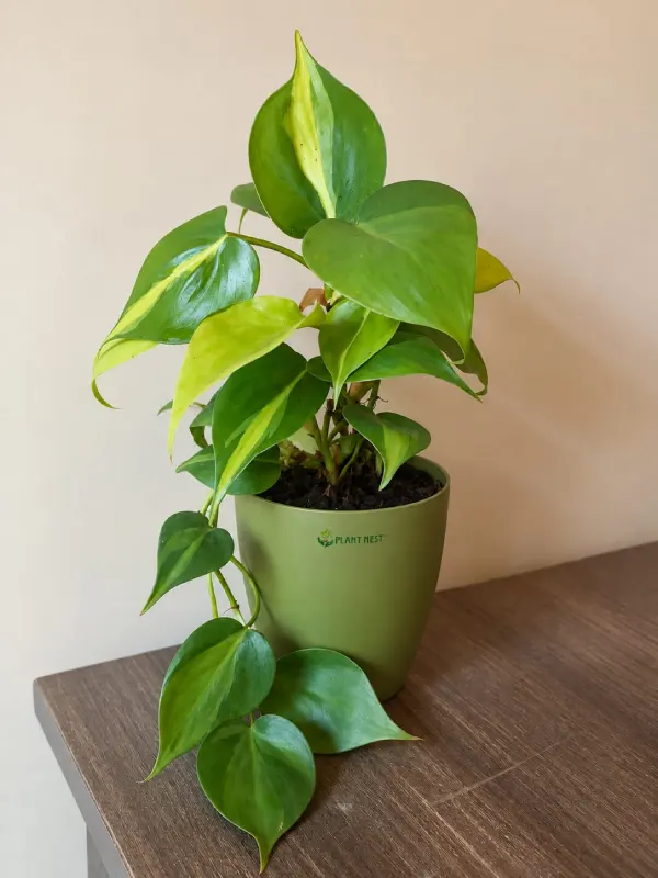 Brasil Green