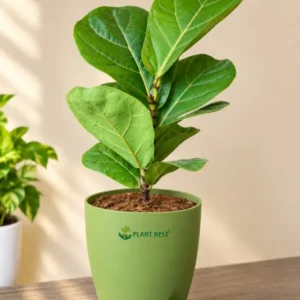 Ficus Lyrata