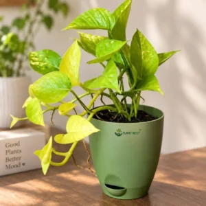 Golden Money Plant