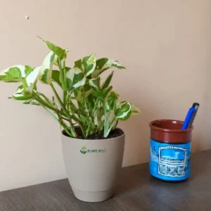 Money Plant N'Joy
