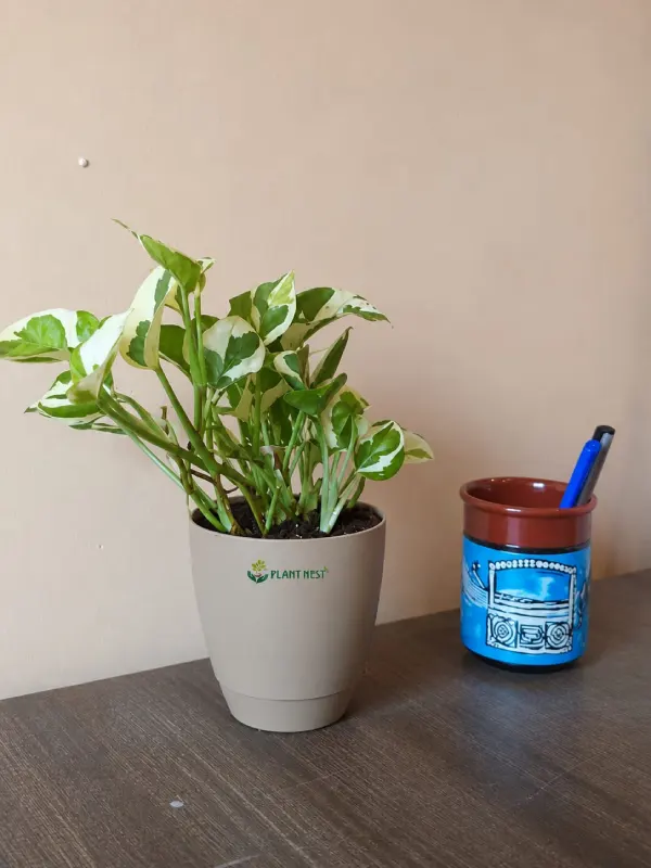 Money Plant N'Joy
