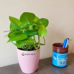 Money Plant Variegated