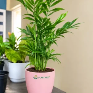 Parlor Palm