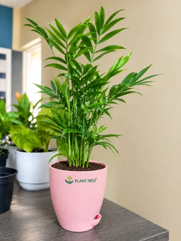 Parlor Palm