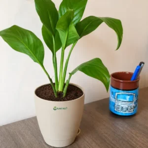Peace Lily