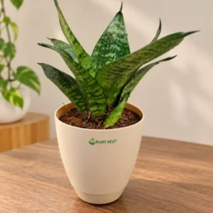 Sansevieria Green