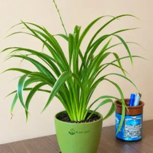 Spider Plant