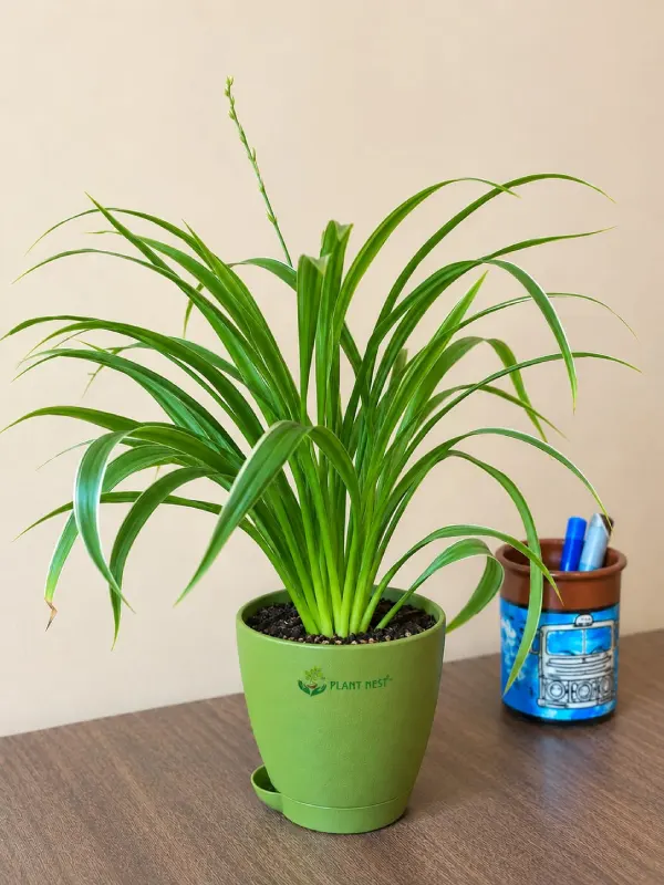 Spider Plant