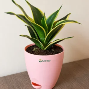 Sansevieria Golden Hahnii