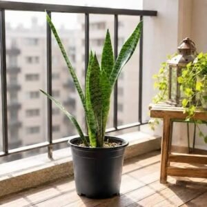 Sansevieria Green