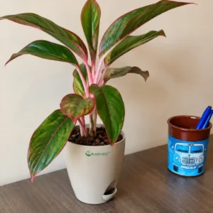 Aglaonema Lipstick
