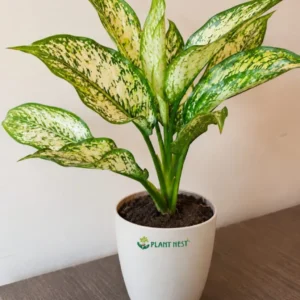 Aglaonema Snow White