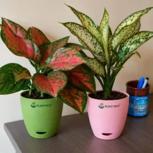 Aglaonema Valentine